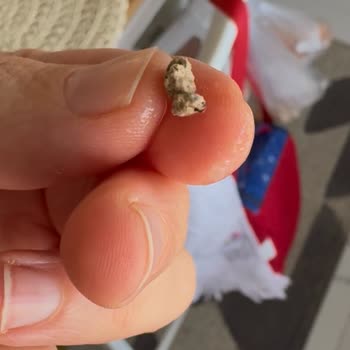 Taşlı Fasulye İle Aşure Hayal Kırıklığı