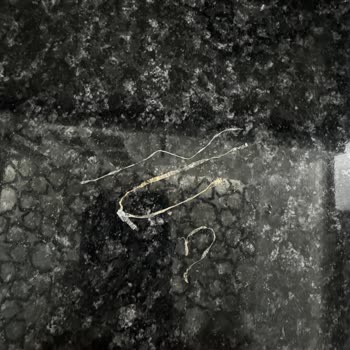 Dana Kıymada Plastik Parçalar: Sağlık Tehlikesi