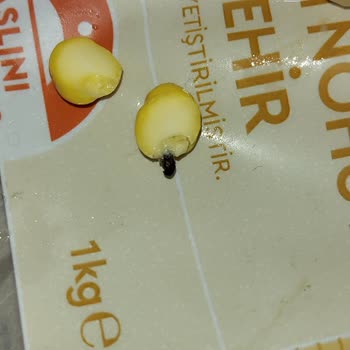 Güvenilir Marka Hasata'dan Beklenmedik Kalite Sorunu