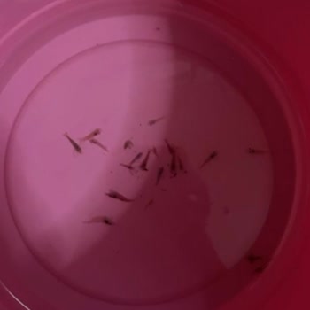 Canlıpetshop Müşteri Memnuniyeti Sıfır!