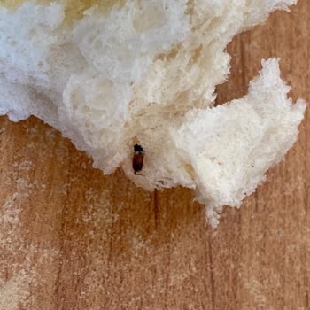 Kayseri Büyükşehir Belediyesi Halk Ekmek'ten Aldığım Üründe Böcek Ve Cam Parçası Çıktı