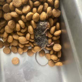 Köpek Mamasından Çıkan Şok Edici Sürpriz