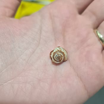 Baharatlı Çekirdekte Hijyen Sorunu: Salyangoz Kabukları