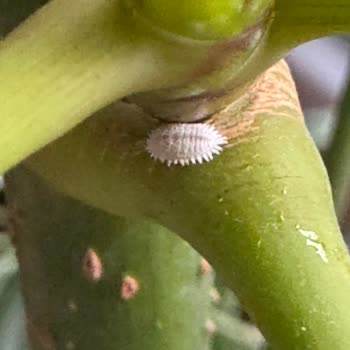 Çiçek Sepeti Gelen Çiçekler Un Biti Doluydu