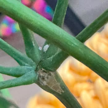 Çiçek Sepeti Gelen Çiçekler Un Biti Doluydu