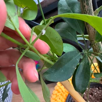 Çiçek Sepeti Gelen Çiçekler Un Biti Doluydu