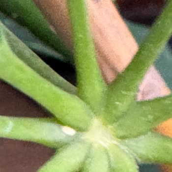 Çiçek Sepeti Gelen Çiçekler Un Biti Doluydu