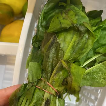 Bosch Refrigerator Freezes Vegetables Despite Multiple Service Visits and Repairs