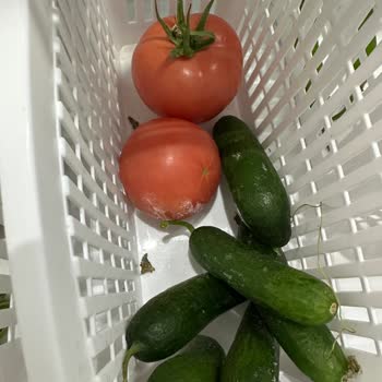 Bosch Refrigerator Freezes Vegetables Despite Multiple Service Visits and Repairs