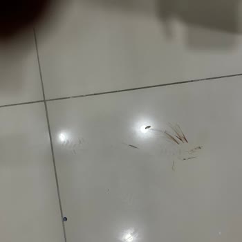 Bosch Servis Skandalı: Temizlik Kabusu