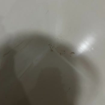 Bosch Servis Skandalı: Temizlik Kabusu