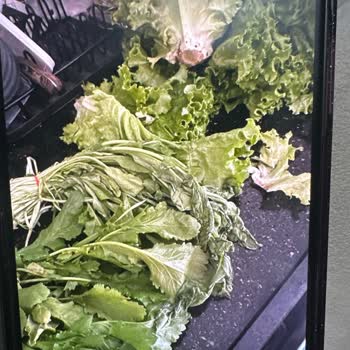 Beko Buzdolabı Sebzeleri Taze Tutmuyor Servis İlgisiz