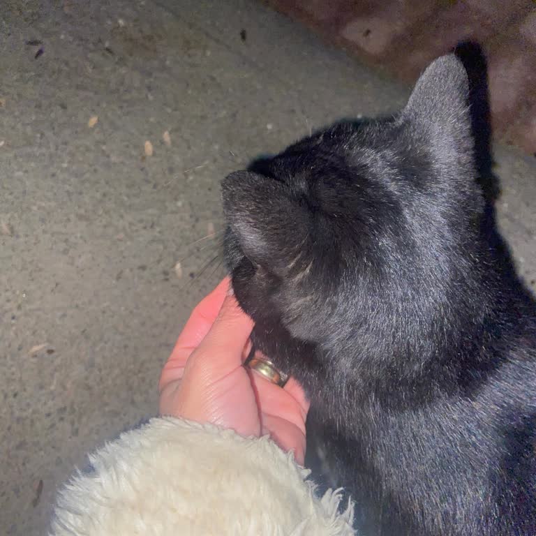 Sahilde Başıboş Köpek Saldırısı Tehlikesi