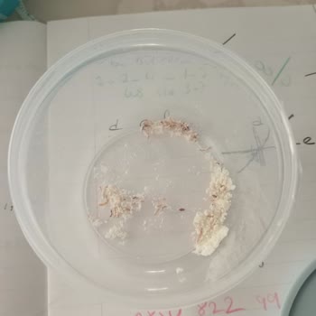 Un Paketinden Çıkan Kurt Şoku