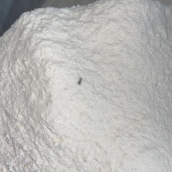 Aldığım Un Paketlerinden Sürekli Böcek Çıkıyor