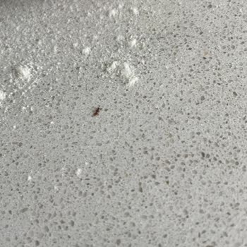 Aldığım Un Paketlerinden Sürekli Böcek Çıkıyor