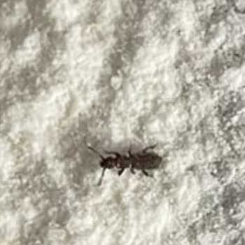 Aldığım Un Paketlerinden Sürekli Böcek Çıkıyor