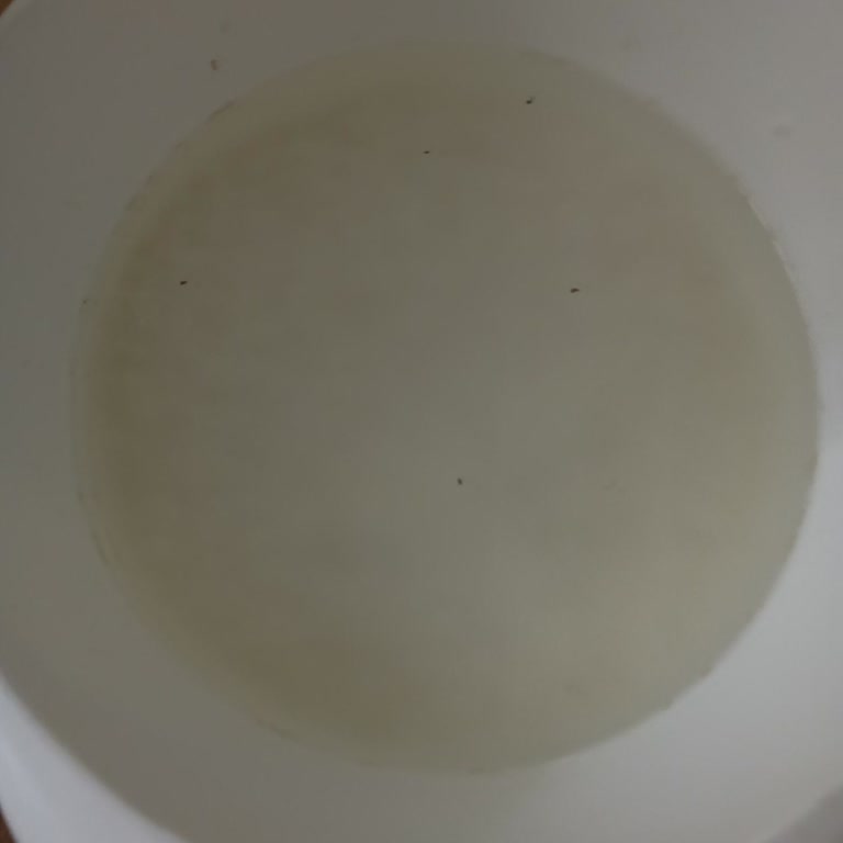 Altın Gross (Mamak) Gönen Baldo Pirinç Sorunu