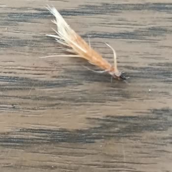 Öncü Döner'de Sağlığa Zararlı Tavuk Tüyleri Ve İlgisiz Müşteri Hizmetleri