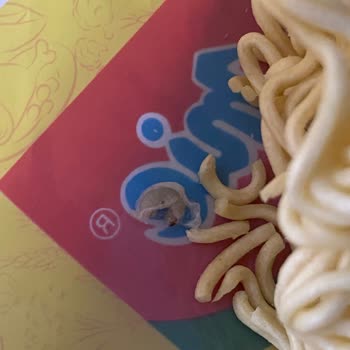Hazır Noodle İçerisinde Kurt Şoku