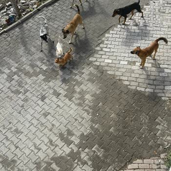 Akhisar Belediyesi Zeytinliova Başıboş Sokak Köpekleri