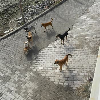 Akhisar Belediyesi Zeytinliova Başıboş Sokak Köpekleri