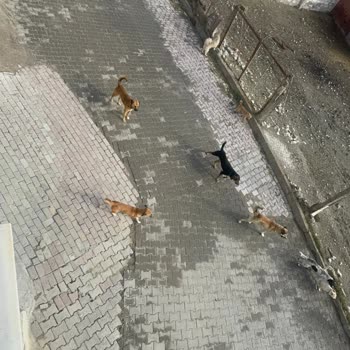 Akhisar Belediyesi Zeytinliova Başıboş Sokak Köpekleri