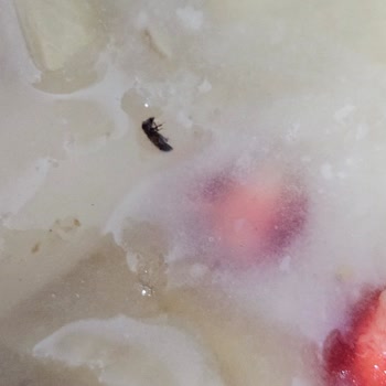 Elaziz Mutfağı Aşure Böcekli Çıktı