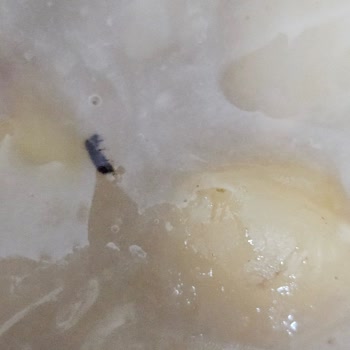 Elaziz Mutfağı Aşure Böcekli Çıktı