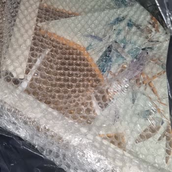English Home Kırık Tepsi Ve Yetersiz Paketleme Sorunu!