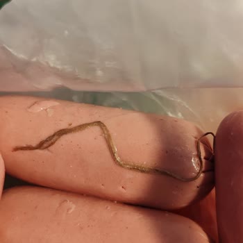 Banvit Piliç Sosisin İçinden Çıkan Garip Madde