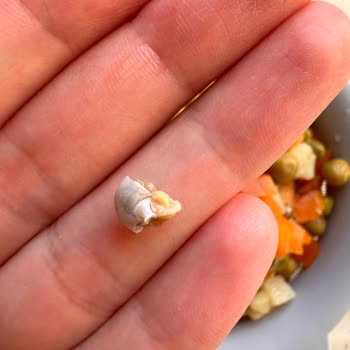 Garnitürden Çıkan Salyangoz Şoku