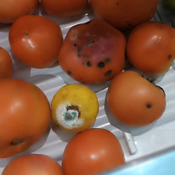 Siemens Buzdolabı Mağduriyeti: Sebzeler Çürüyor