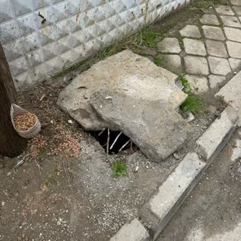 Çöpler Alınmıyor Ve Su Şebekesi Sorunları Mahalleyi Zorluyor