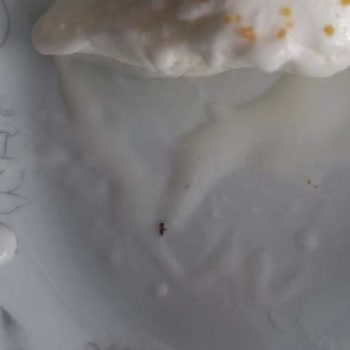 Algida Dondurmadan Çıkan Böcek Ve İletişimsizlik Sorunu