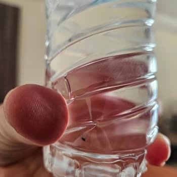 Desni Su Şişesinde Örümcek Şoku!