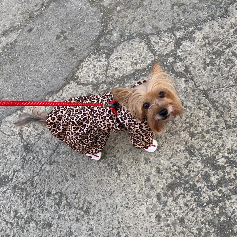 Trabzon Yıldızlı Market'te Evcil Hayvan Sorunu!