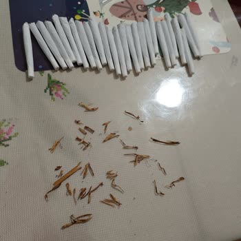 Marlboro Roll'da Sürekli Dal Parçaları Sorunu