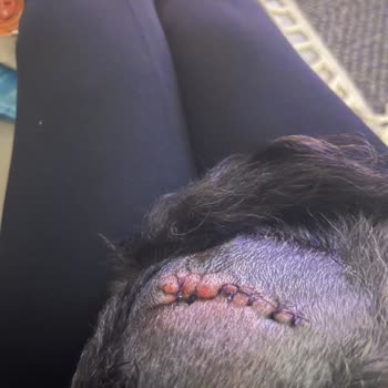 Özel Çukurova Veteriner Kliniği Veteriner Kliniğinde Ameliyat Sonrası İhmal