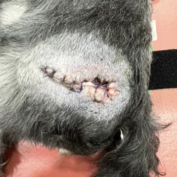 Özel Çukurova Veteriner Kliniği Veteriner Kliniğinde Ameliyat Sonrası İhmal