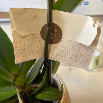 Zamanında Teslim Edilmeyen Solmuş Çiçekler Ve Kötü İletişim