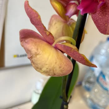 Zamanında Teslim Edilmeyen Solmuş Çiçekler Ve Kötü İletişim