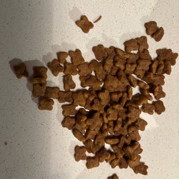 Würmer im Royal Canin-Hundefutter mit Gesundheitsrisiko