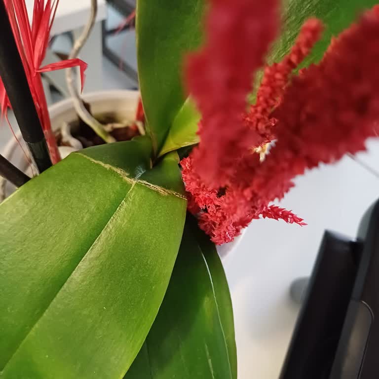 Kırık Çiçek Ve Yetersiz İndirim Kuponu Şikayeti