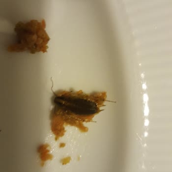 Pidem'de Hijyen Skandalı: Hamam Böceği Şoku