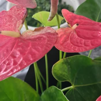 Çiçek Sepeti'nde Hayal Kırıklığı: Teslimat Sorunu