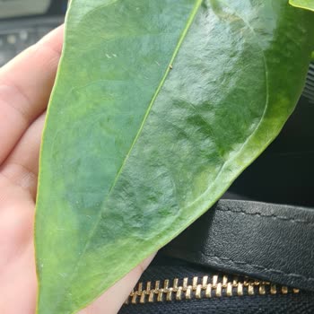 Çiçek Sepeti'nde Hayal Kırıklığı: Teslimat Sorunu