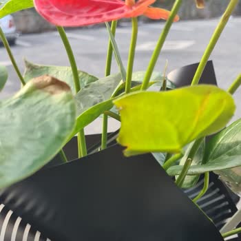 Çiçek Sepeti'nde Hayal Kırıklığı: Teslimat Sorunu