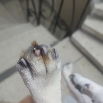 Az Pets Kuaför Şikayetçiyim