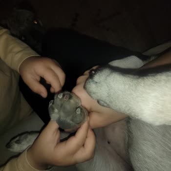 Az Pets Kuaför Şikayetçiyim